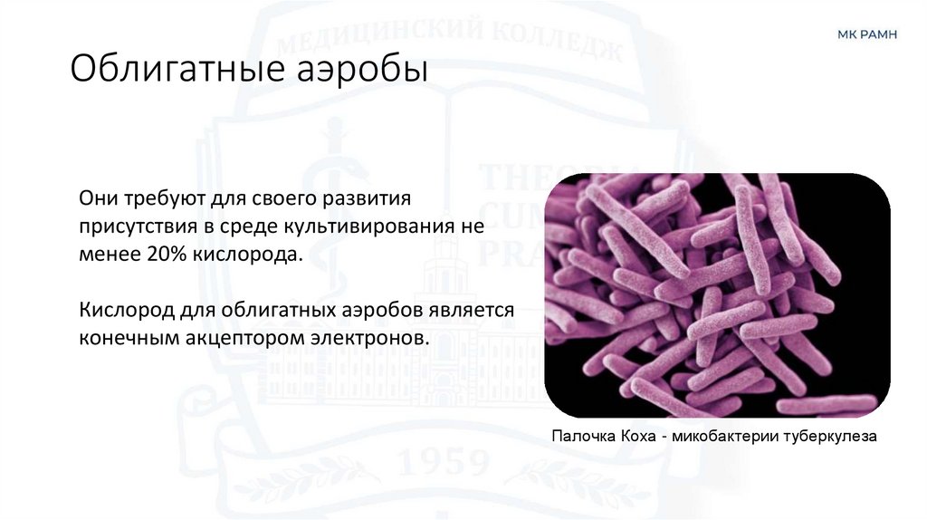 Облигатные аэробы