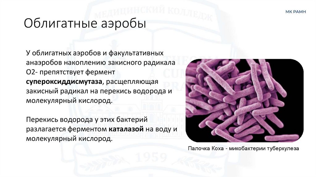Облигатные аэробы