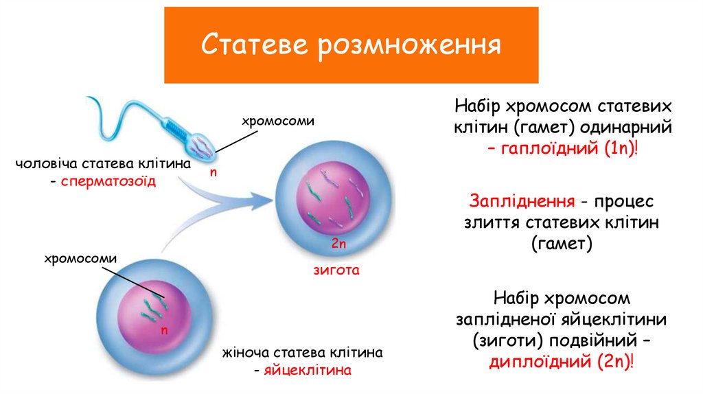 Статеве розмноження