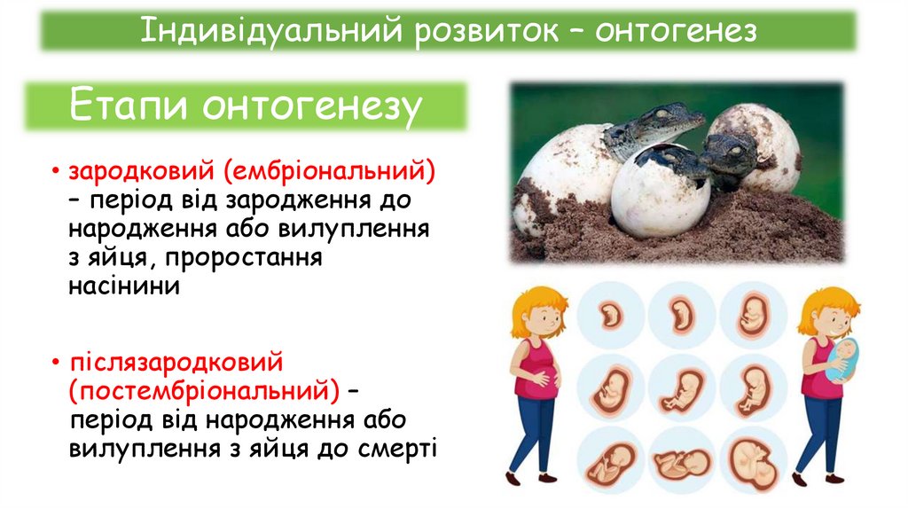 Етапи онтогенезу