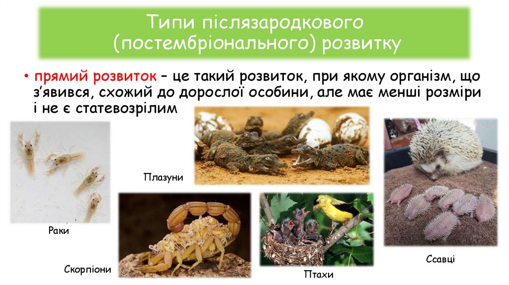 Типи післязародкового (постембріонального) розвитку