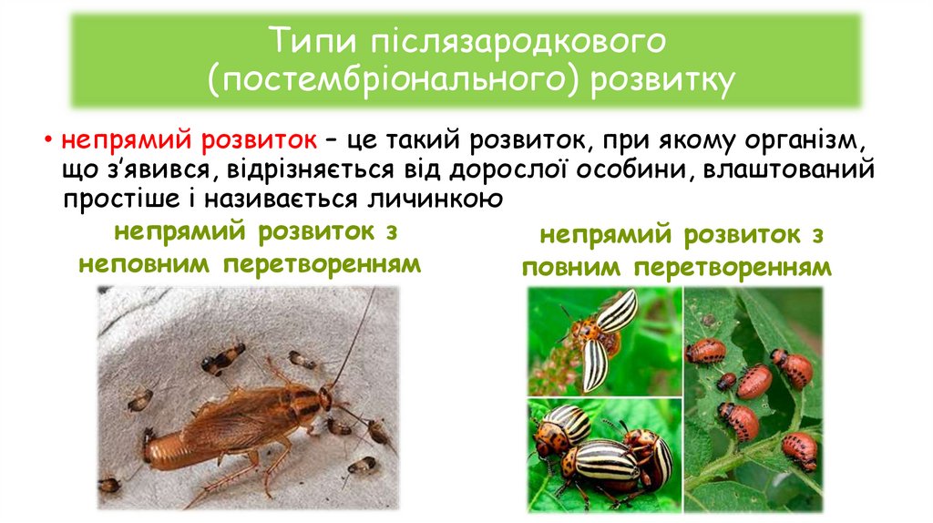 Типи післязародкового (постембріонального) розвитку