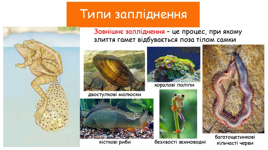 Типи запліднення