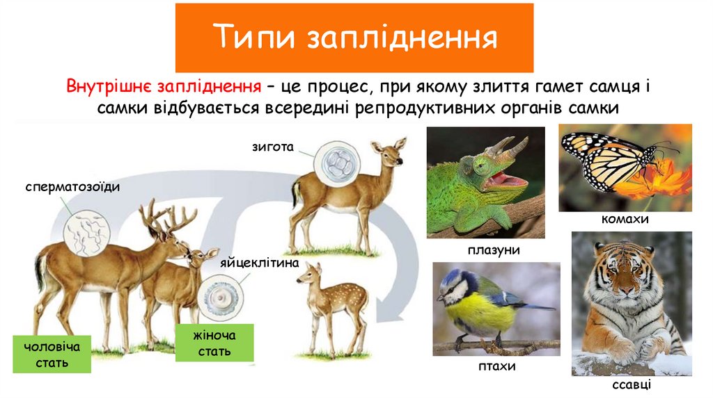 Типи запліднення