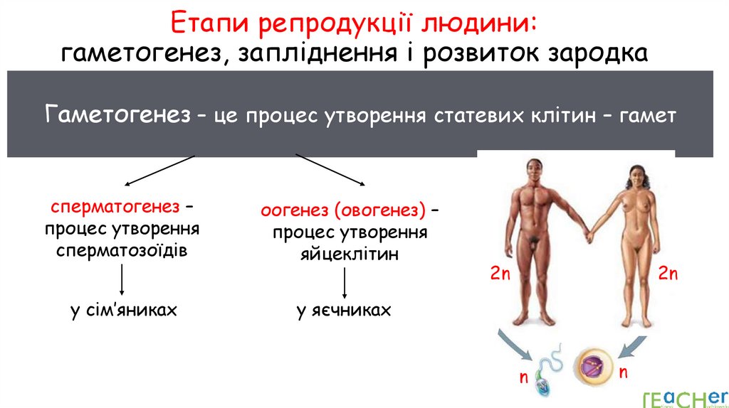 Етапи репродукції людини: гаметогенез, запліднення і розвиток зародка