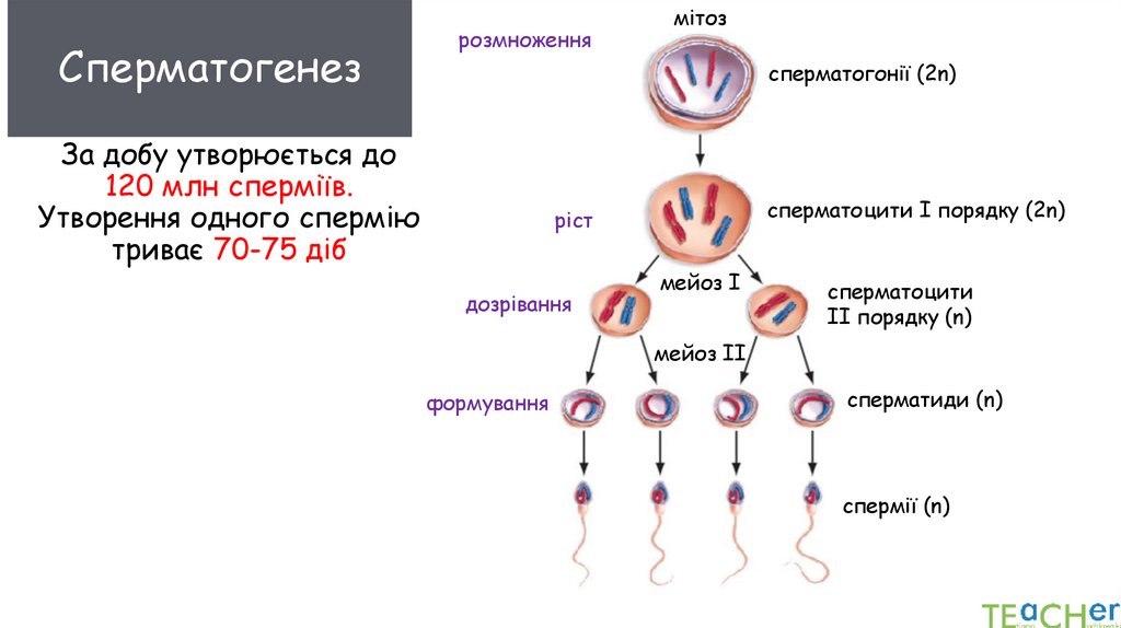 За добу утворюється до 120 млн сперміїв. Утворення одного спермію триває 70-75 діб