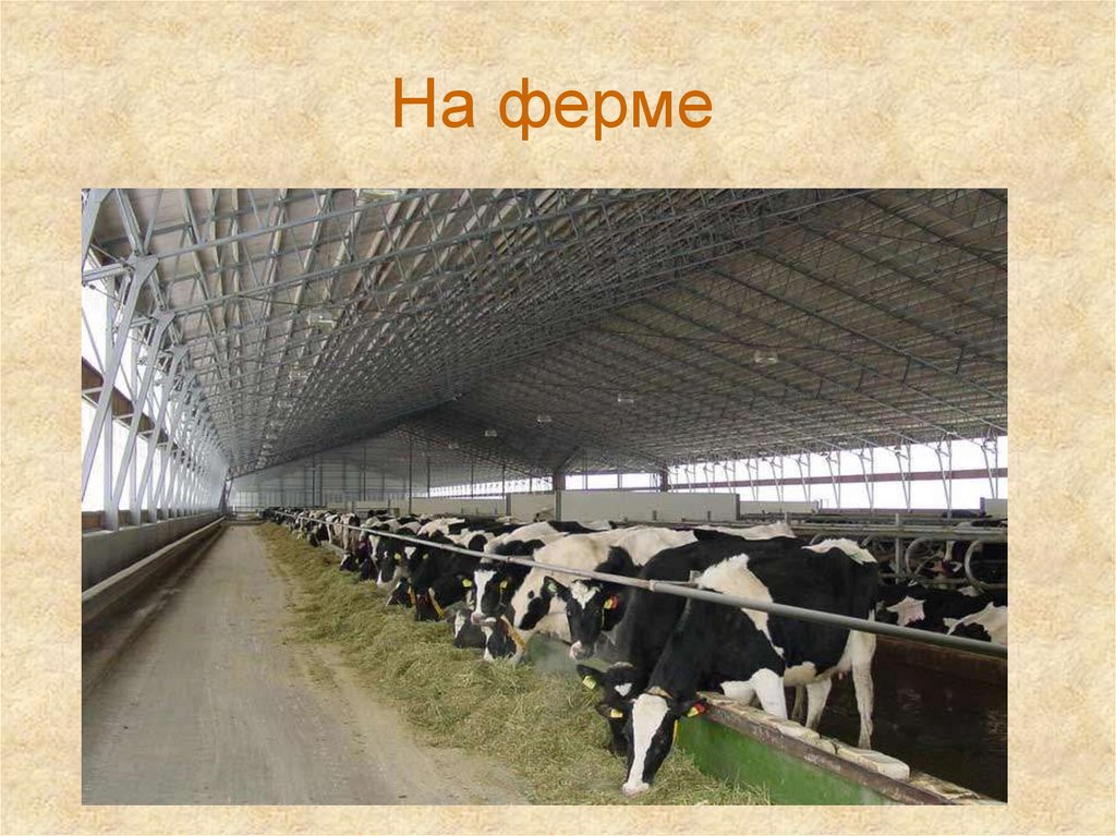 На ферме