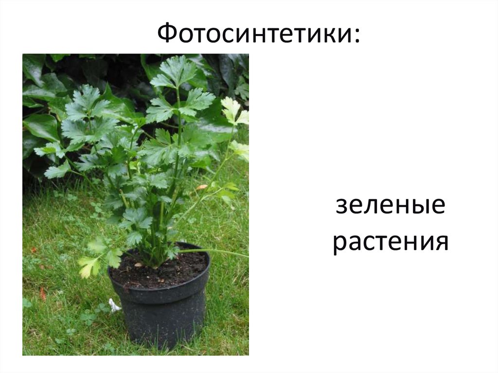 Фотосинтетики: