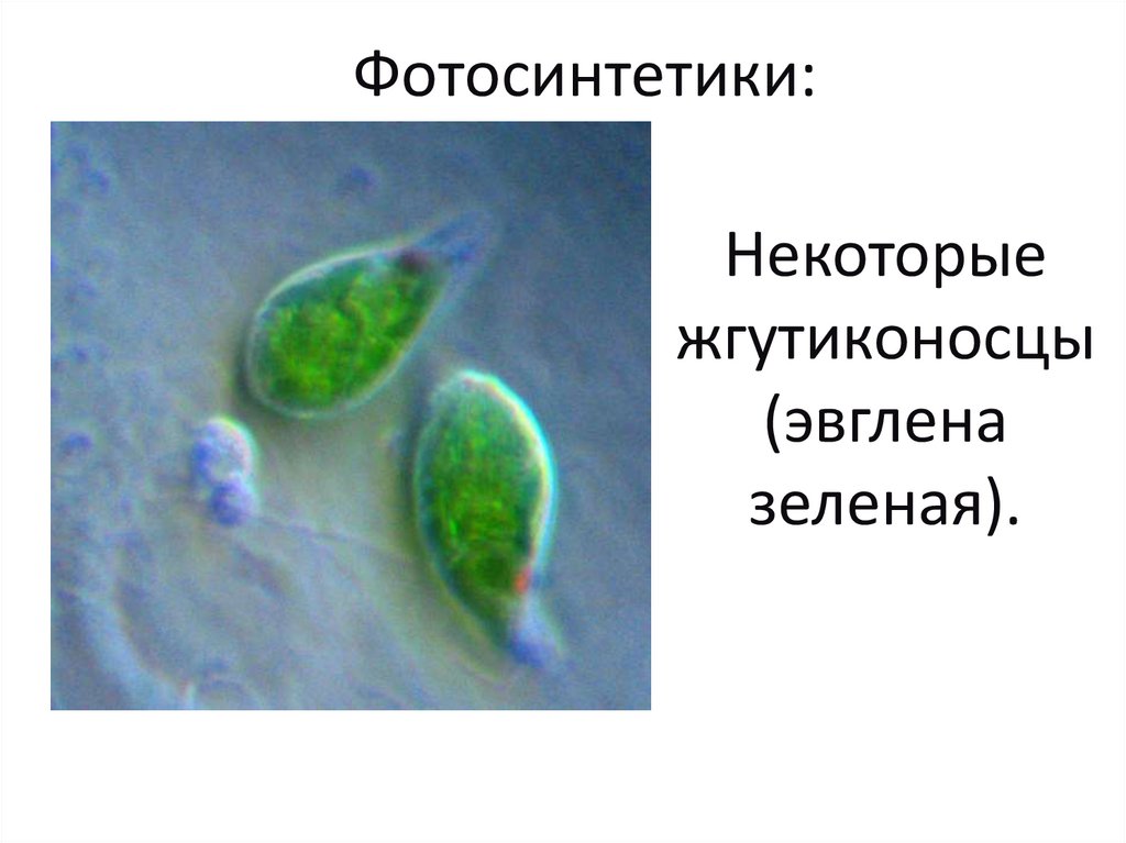Некоторые жгутиконосцы (эвглена зеленая).