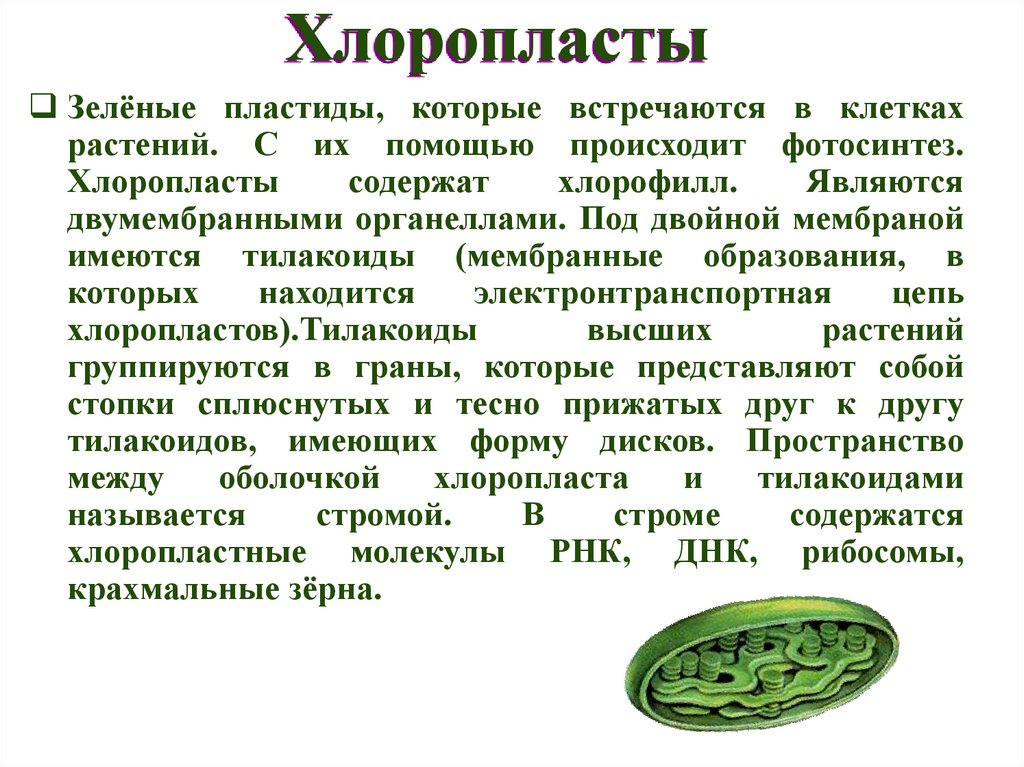 Хлоропласты