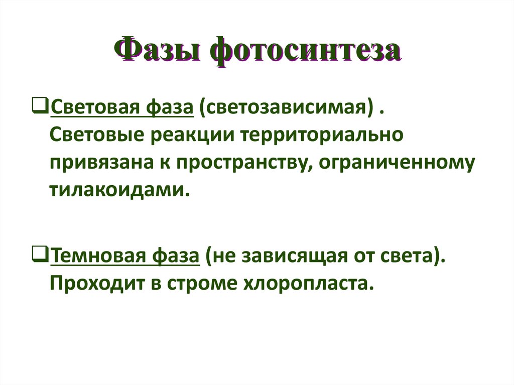 Фазы фотосинтеза