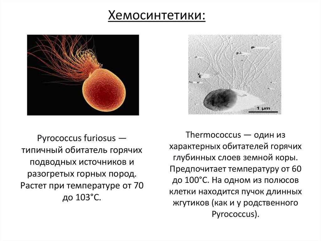Pyrococcus furiosus — типичный обитатель горячих подводных источников и разогретых горных пород. Растет при температуре от 70