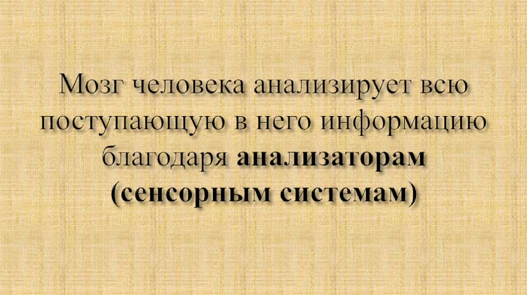 Мозг человека анализирует всю поступающую в него информацию благодаря анализаторам (сенсорным системам)