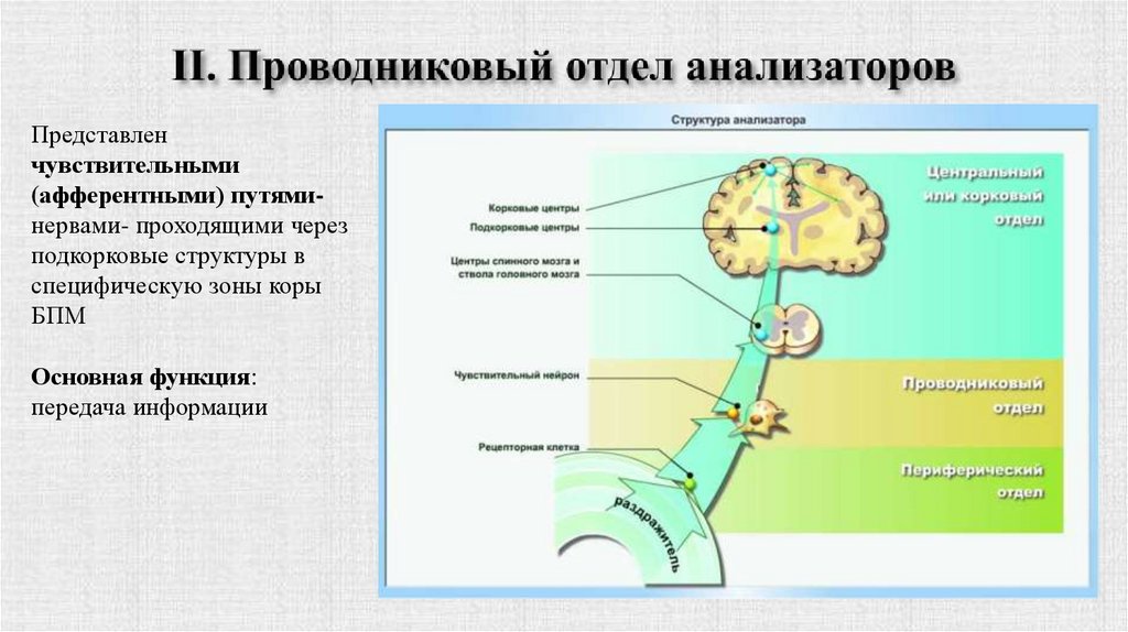 II. Проводниковый отдел анализаторов