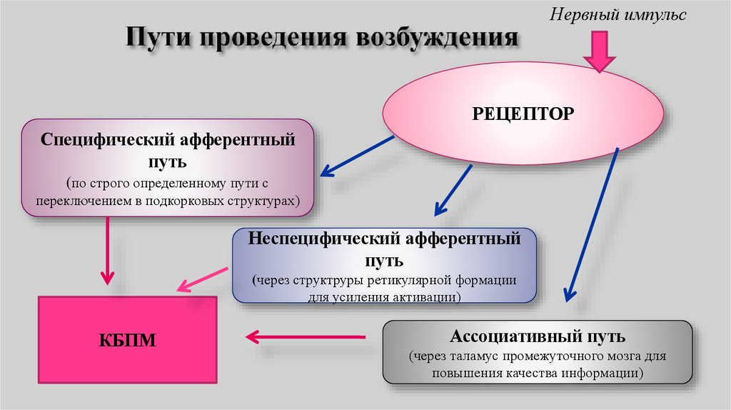 Пути проведения возбуждения
