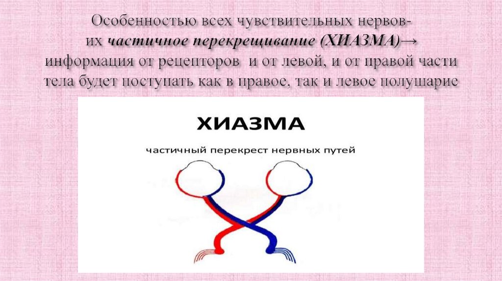 Особенностью всех чувствительных нервов- их частичное перекрещивание (ХИАЗМА)→ информация от рецепторов и от левой, и от правой
