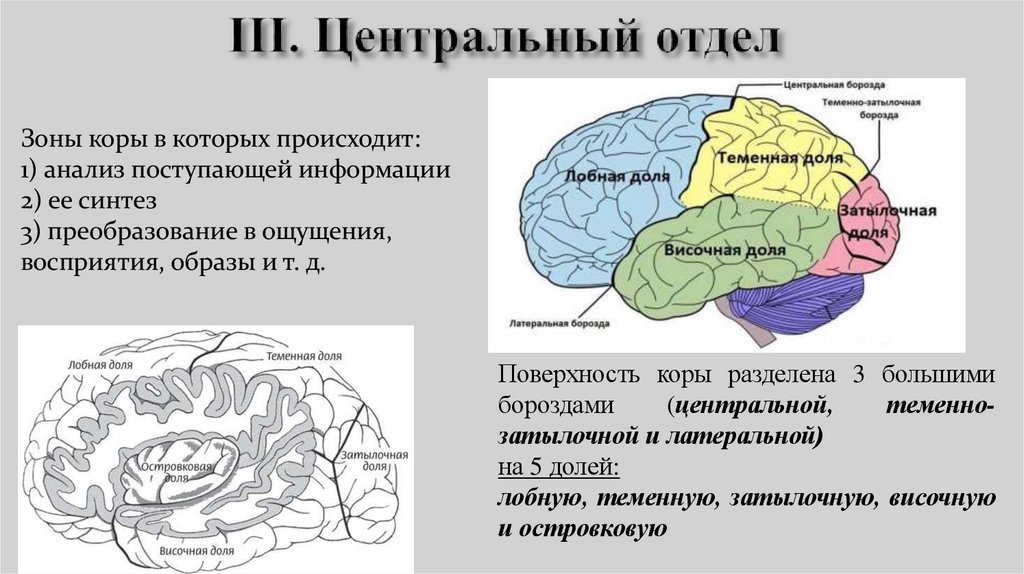III. Центральный отдел