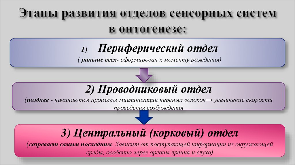 Этапы развития отделов сенсорных систем в онтогенезе:
