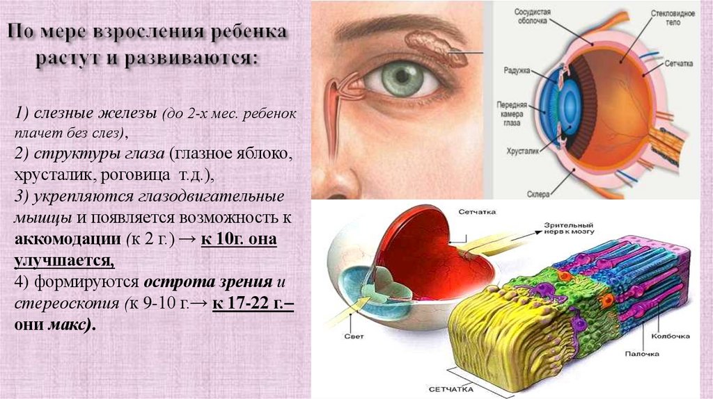 По мере взросления ребенка растут и развиваются: