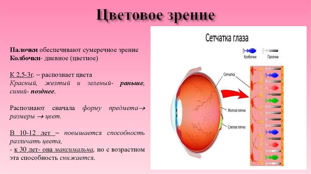 Цветовое зрение