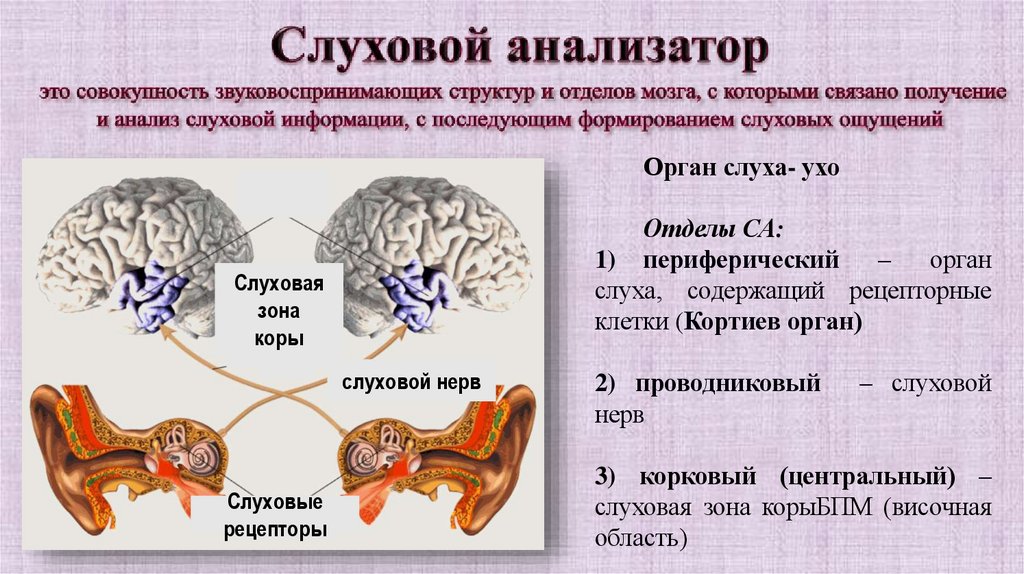 Слуховой анализатор это совокупность звуковоспринимающих структур и отделов мозга, с которыми связано получение и анализ