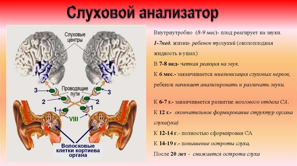 Слуховой анализатор