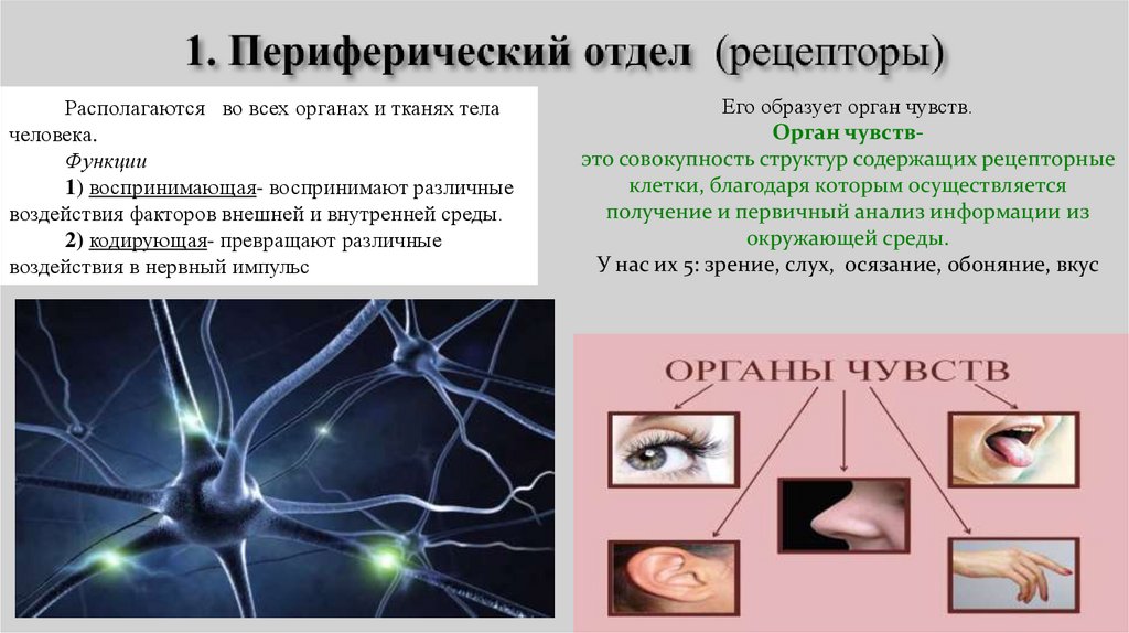 1. Периферический отдел (рецепторы)