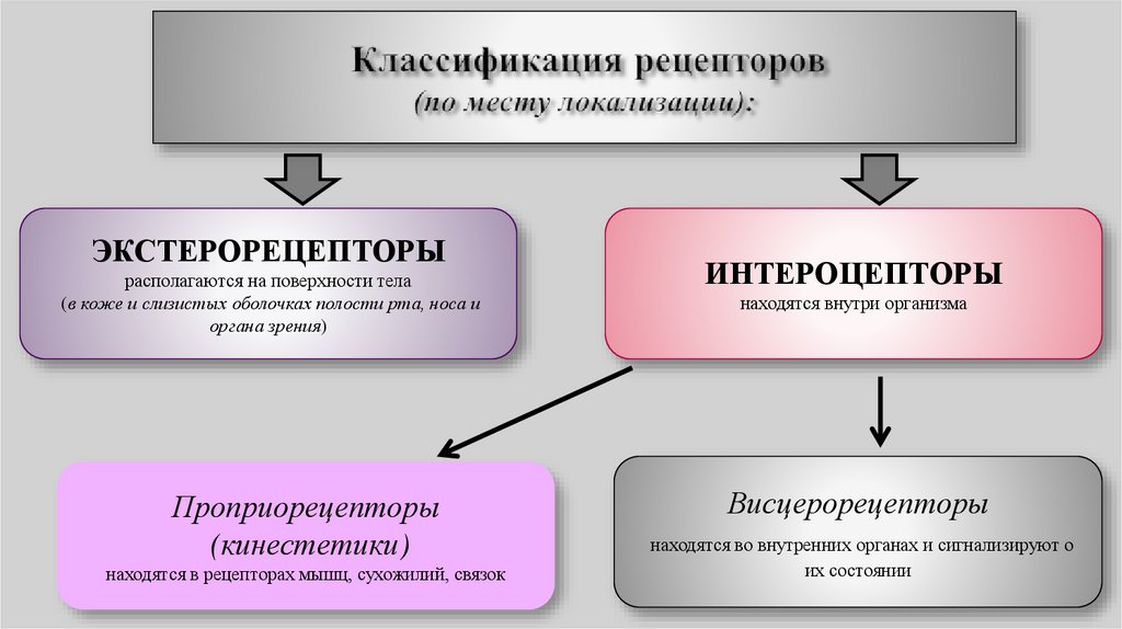 Классификация рецепторов (по месту локализации):
