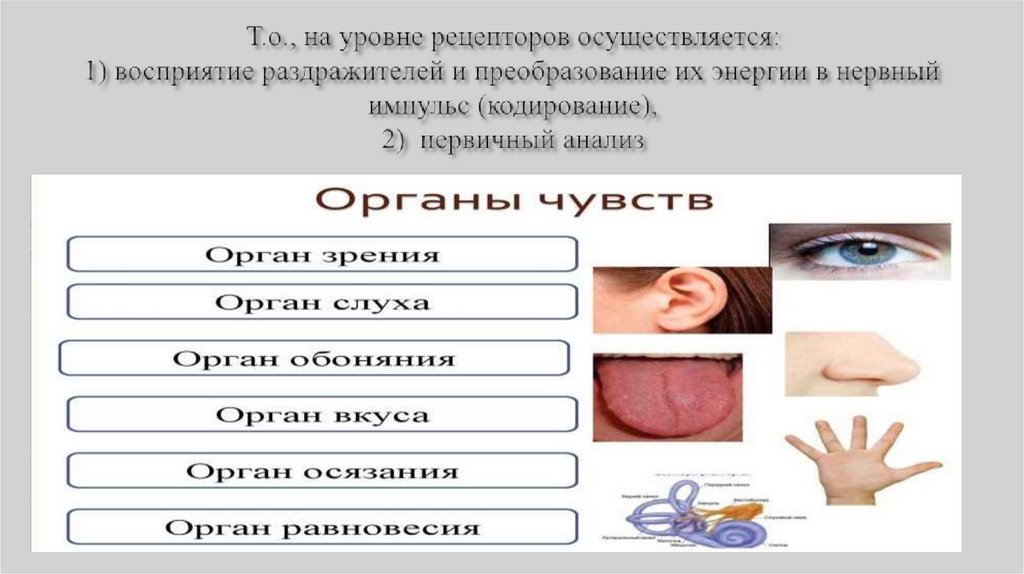 Т.о., на уровне рецепторов осуществляется: 1) восприятие раздражителей и преобразование их энергии в нервный импульс