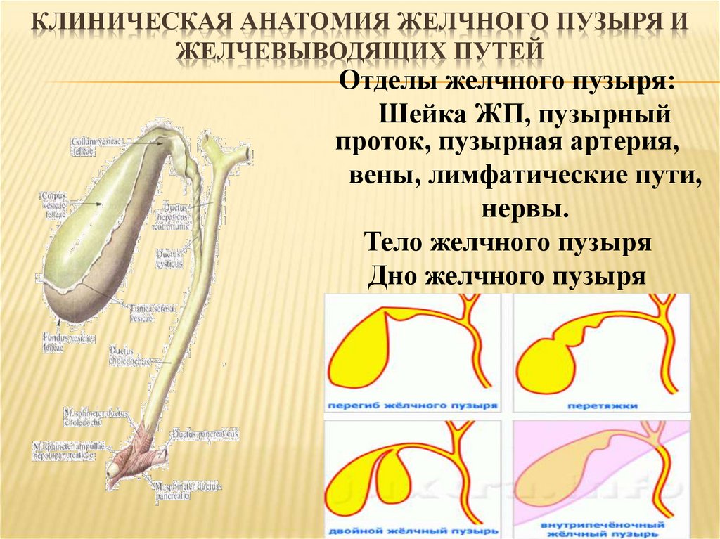 Клиническая анатомия желчного пузыря и желчевыводящих путей