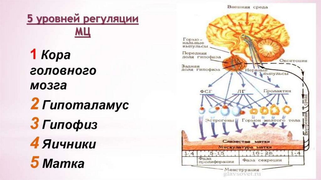 Уровни регуляции менструации