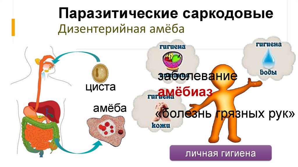 Паразитические саркодовые
