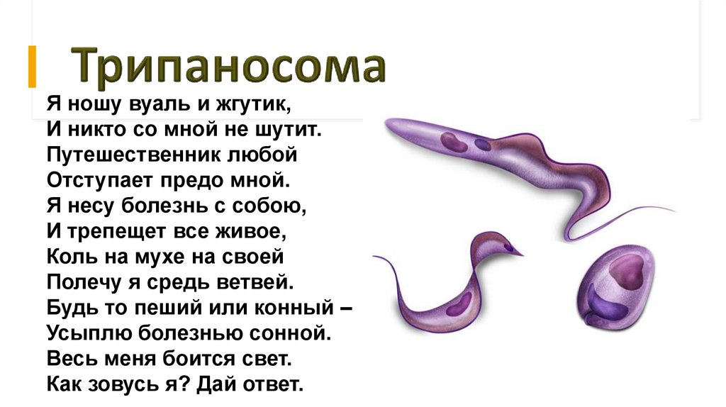 Трипаносома