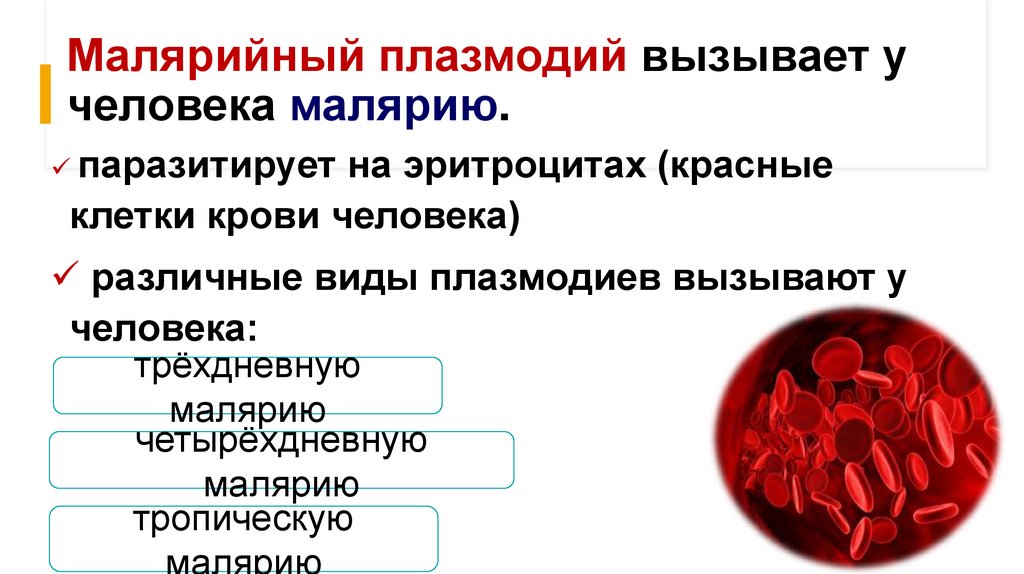Малярийный плазмодий вызывает у человека малярию.
