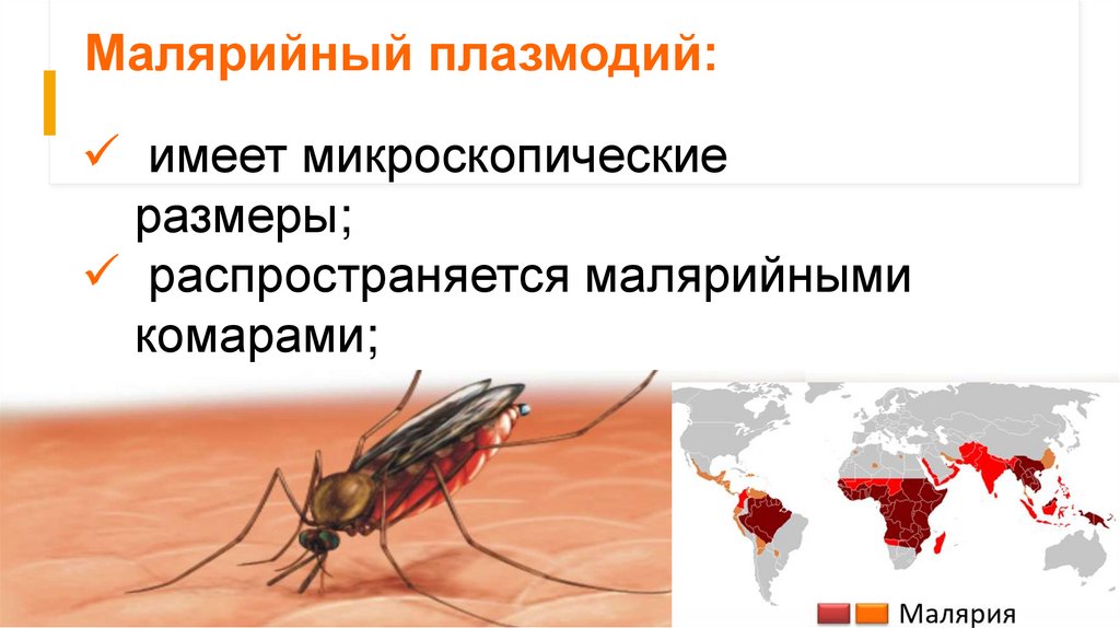 Малярийный плазмодий: