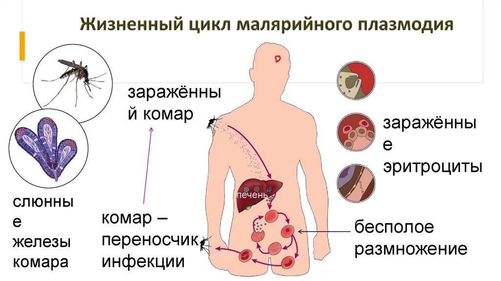 Жизненный цикл малярийного плазмодия