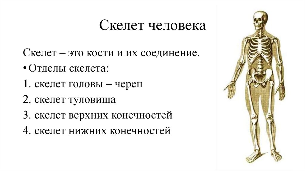 Скелет человека