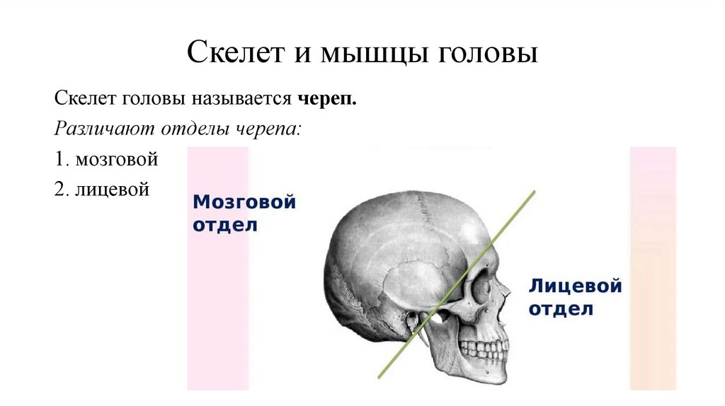 Скелет и мышцы головы