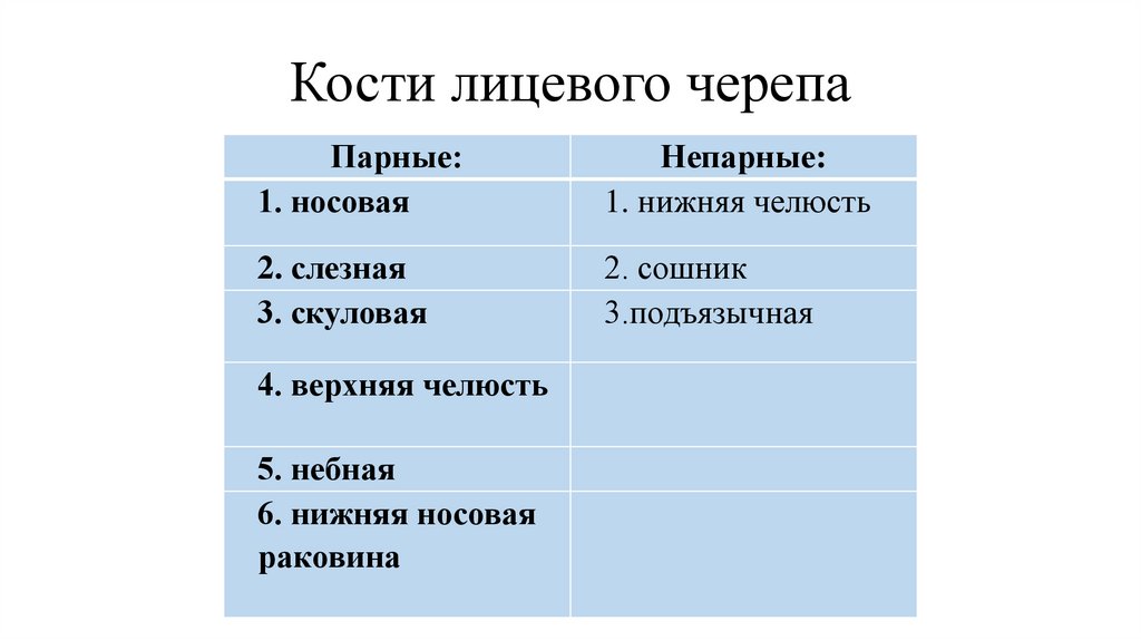 Кости лицевого черепа