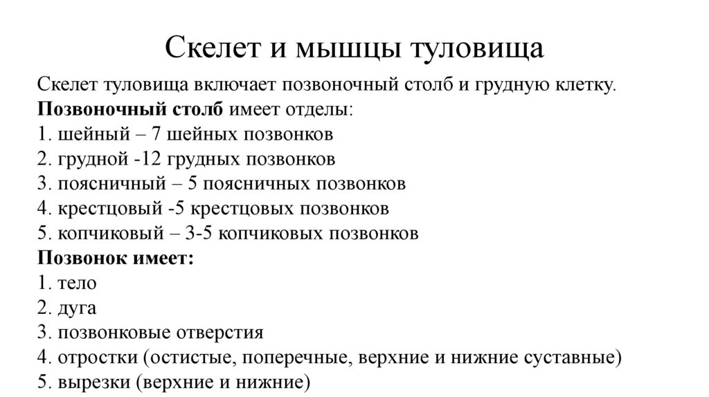 Скелет и мышцы туловища