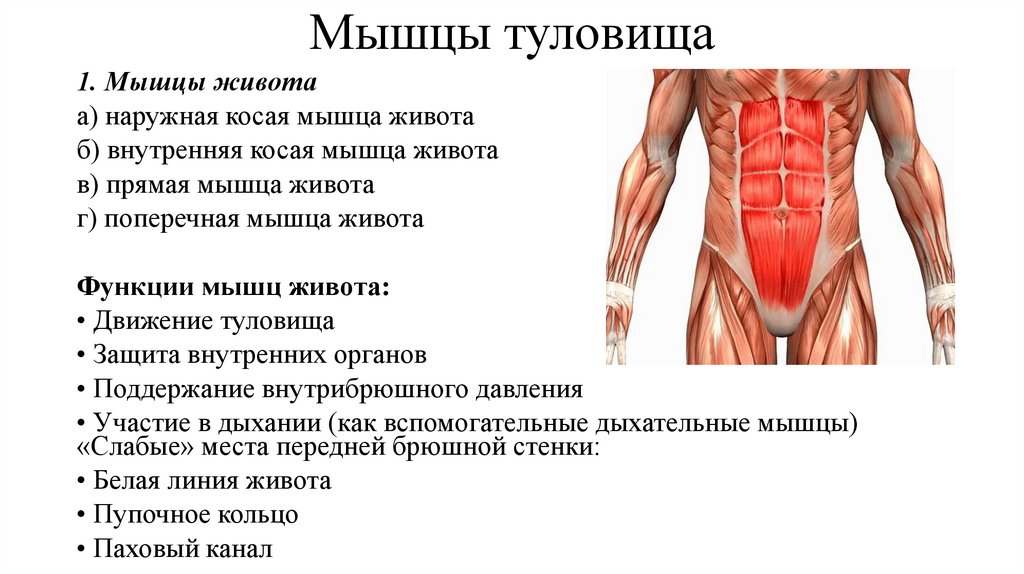 Мышцы туловища