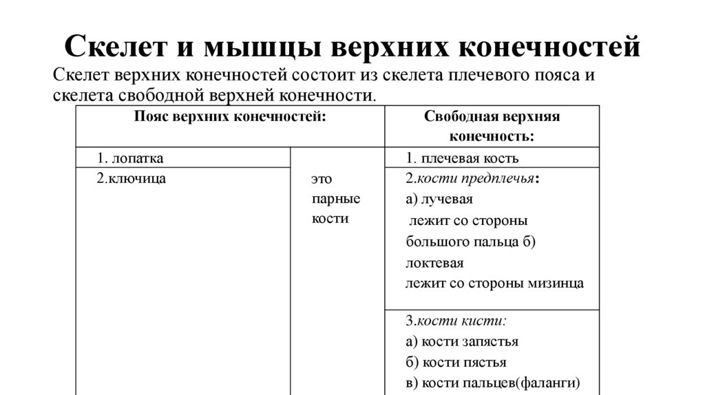Скелет и мышцы верхних конечностей
