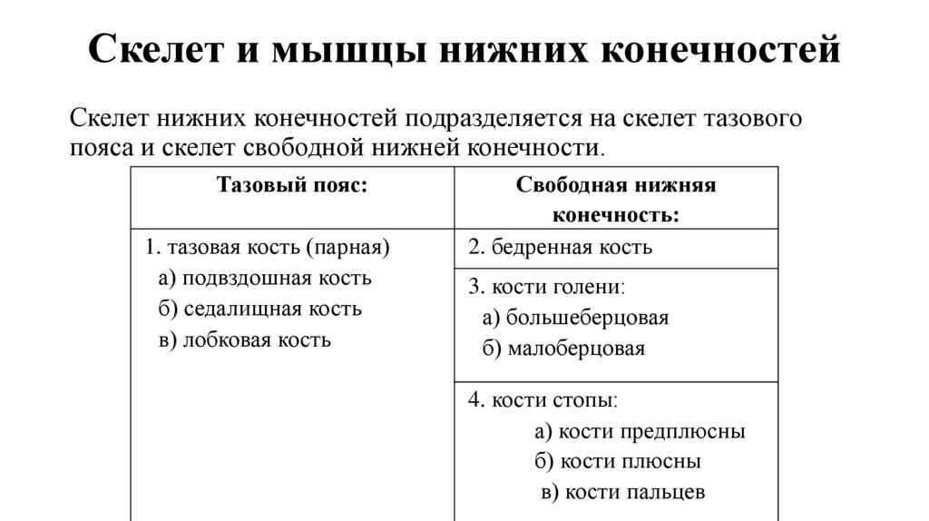 Скелет и мышцы нижних конечностей