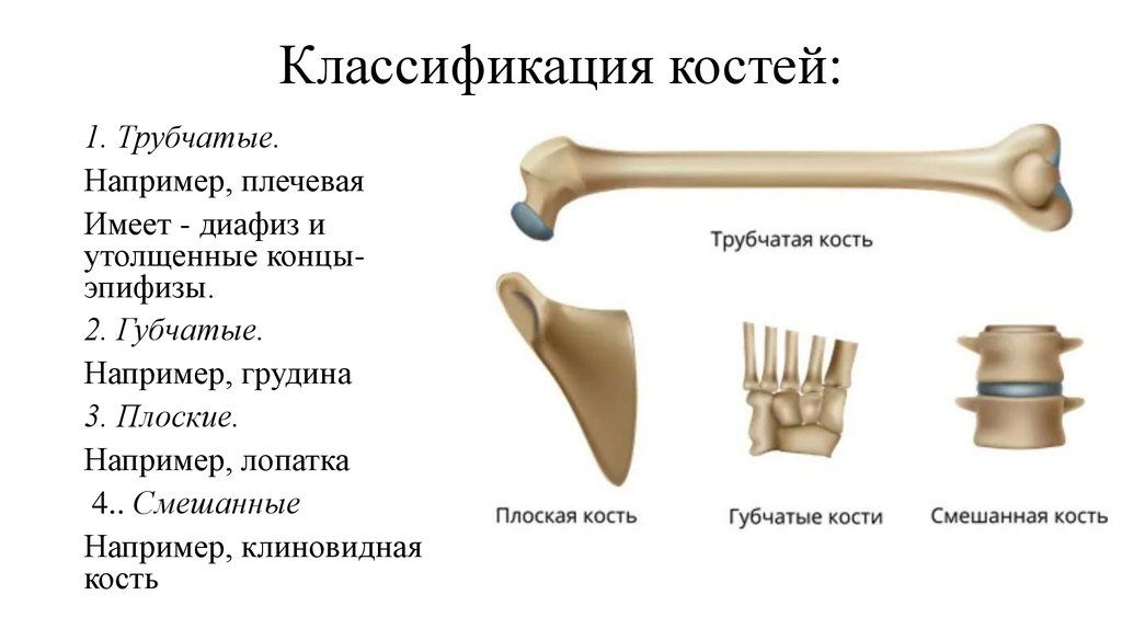 Классификация костей: