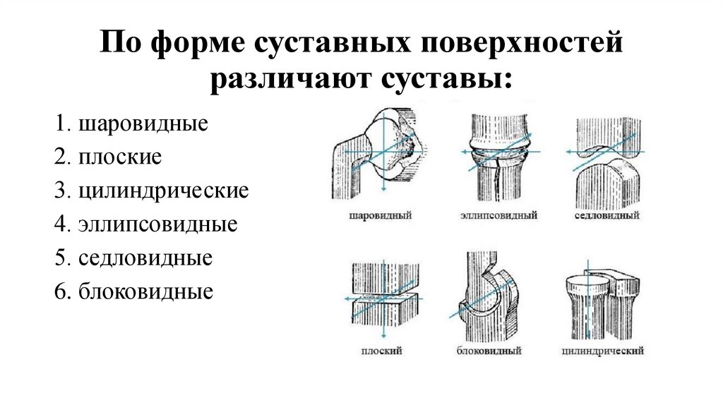 По форме суставных поверхностей различают суставы: