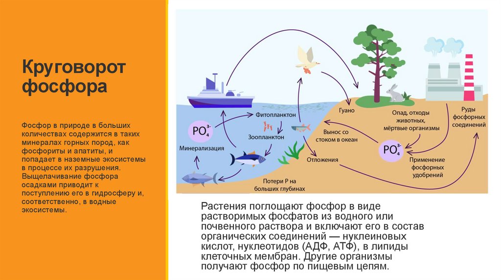 Круговорот фосфора