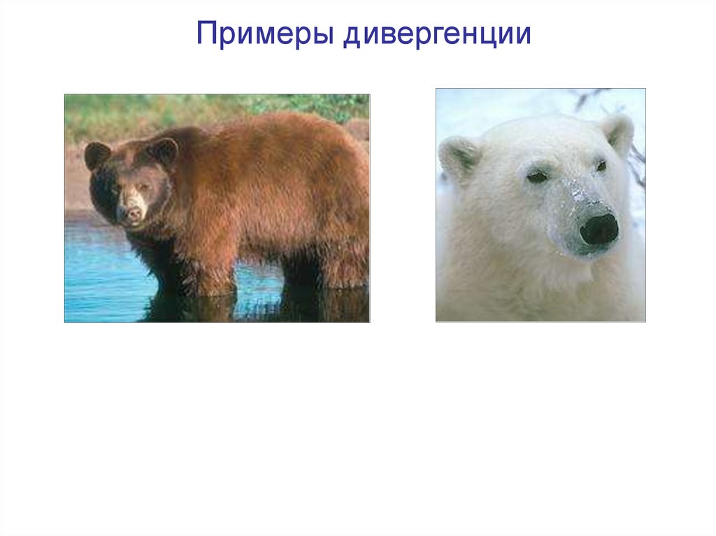 Примеры дивергенции