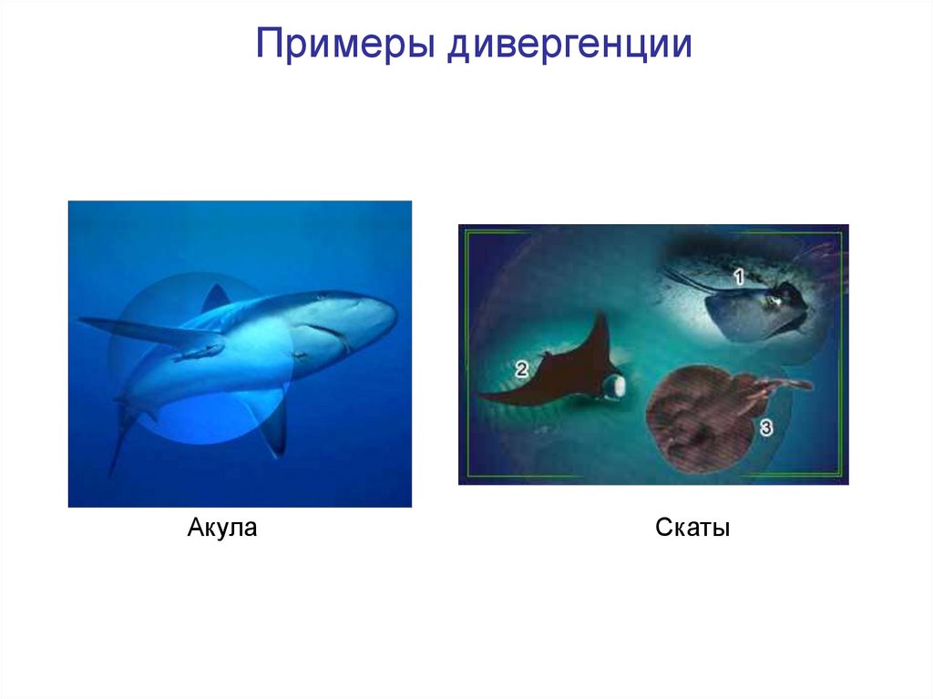 Примеры дивергенции