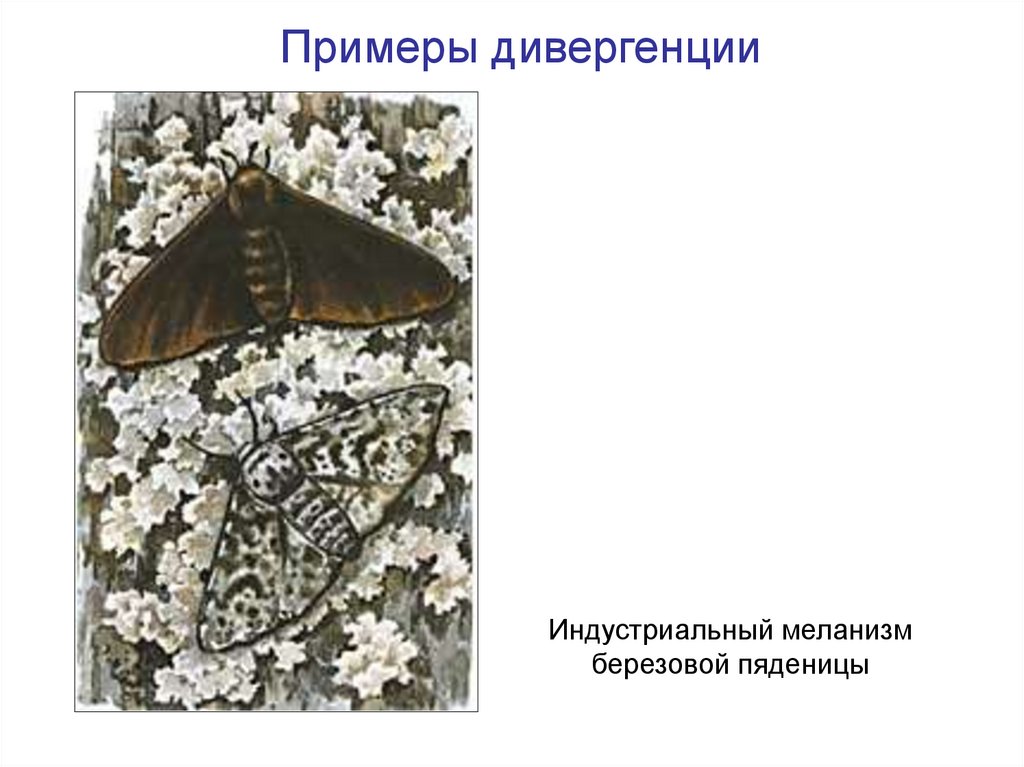 Примеры дивергенции