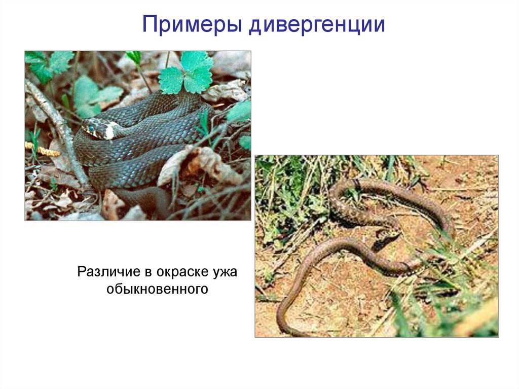 Примеры дивергенции